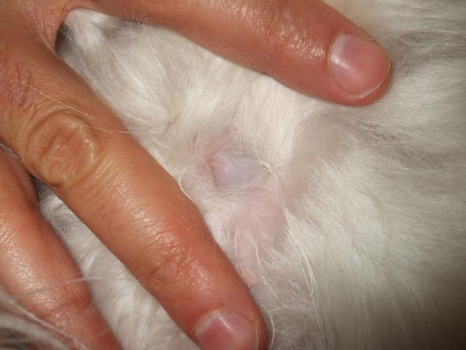 Hernia umbilical en perros Hernia umbilical