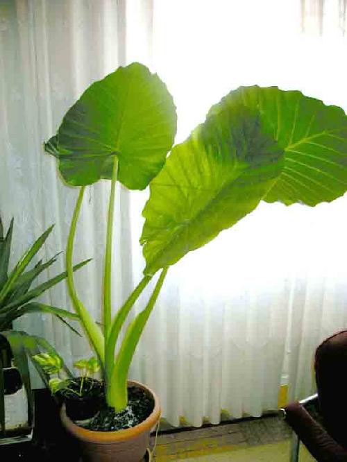 alocasia.jpg