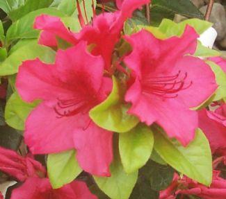 azalea1.jpg