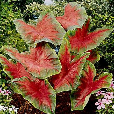 caladium2.jpg