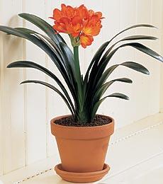 clivia.jpg