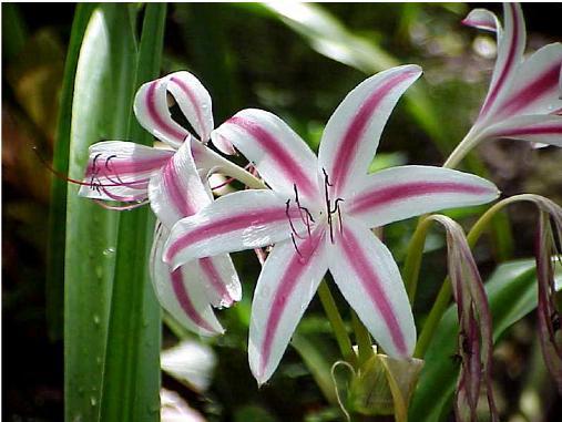 crinum.jpg