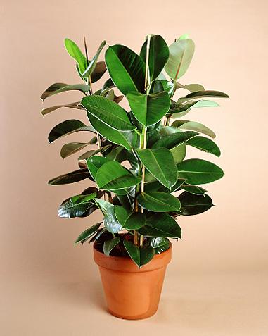 ficus.jpg