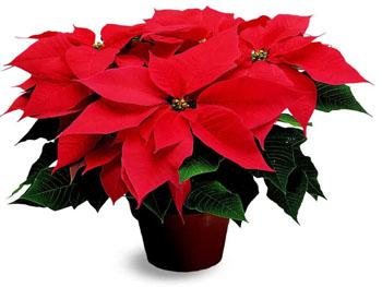 red-poinsettia.jpg
