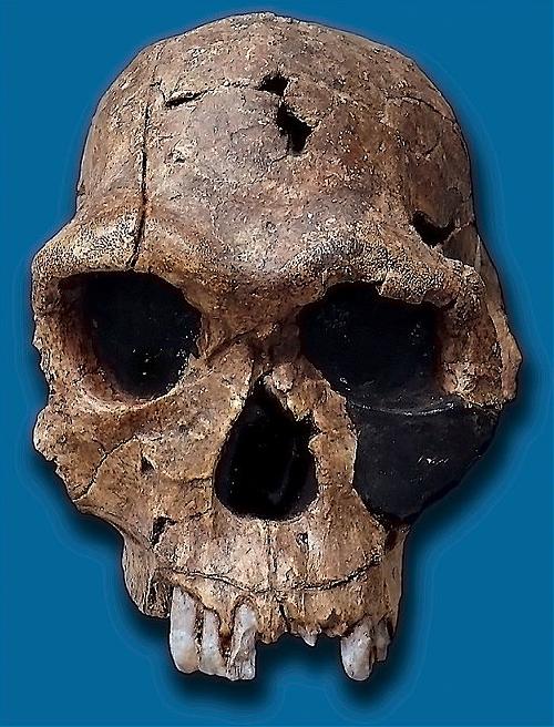 Homo habilis es un homínido extinto que vivió en África 