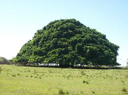 GUACARI, No todos los días se pierde la noción de la realidad sin desprenderse de ella